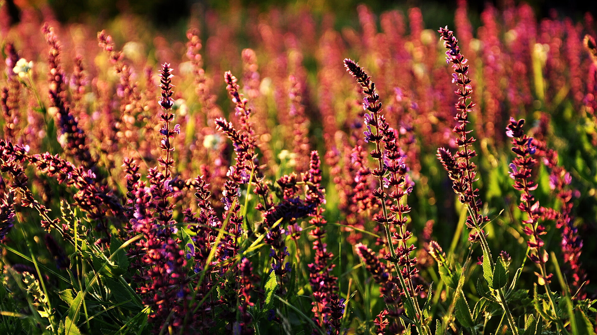 全北现代球员当选月度最佳,全北现代球员当选月度最佳球员名单