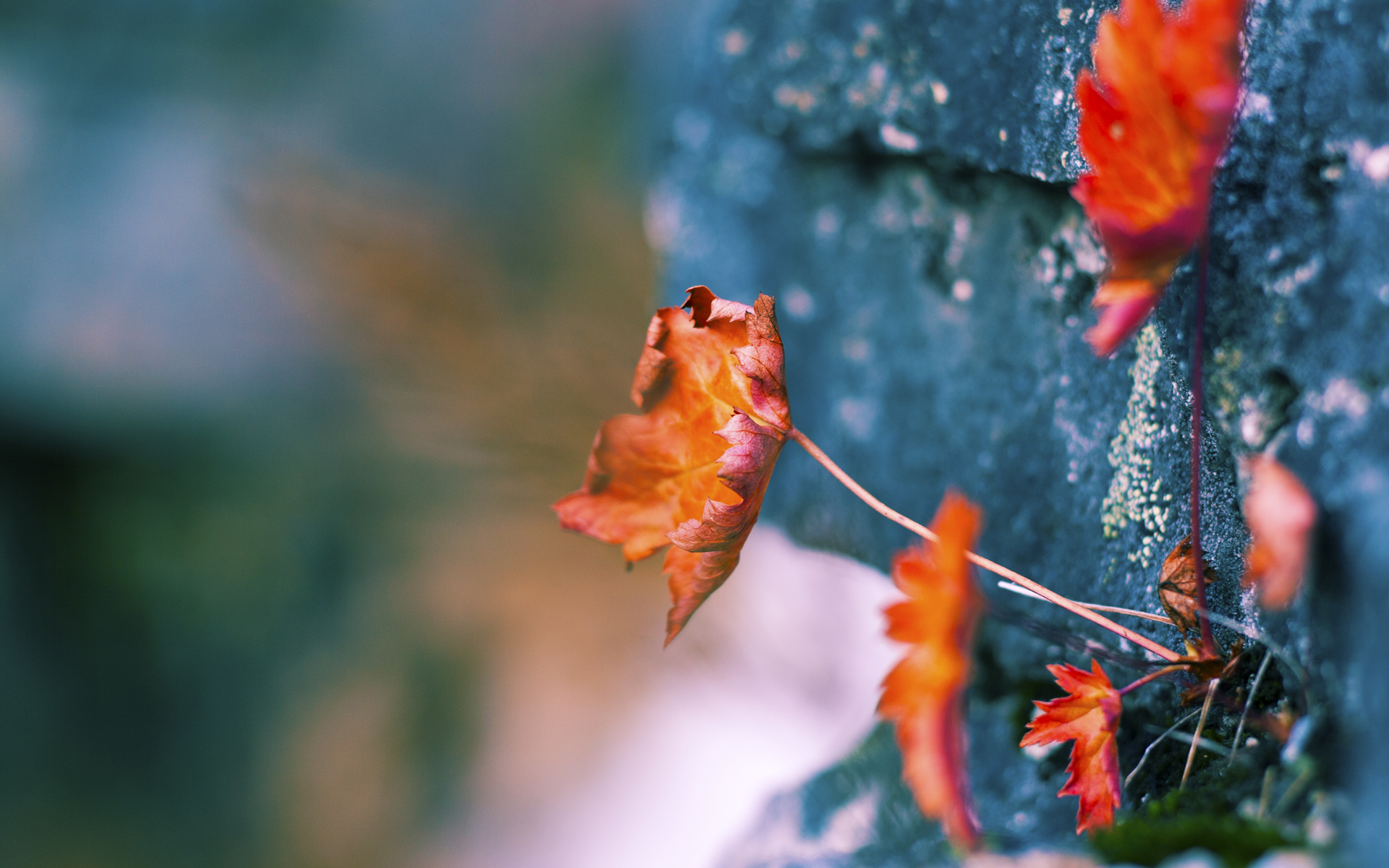 国际体育新闻：女子比赛中的出色表现！，女子竞技体育项目