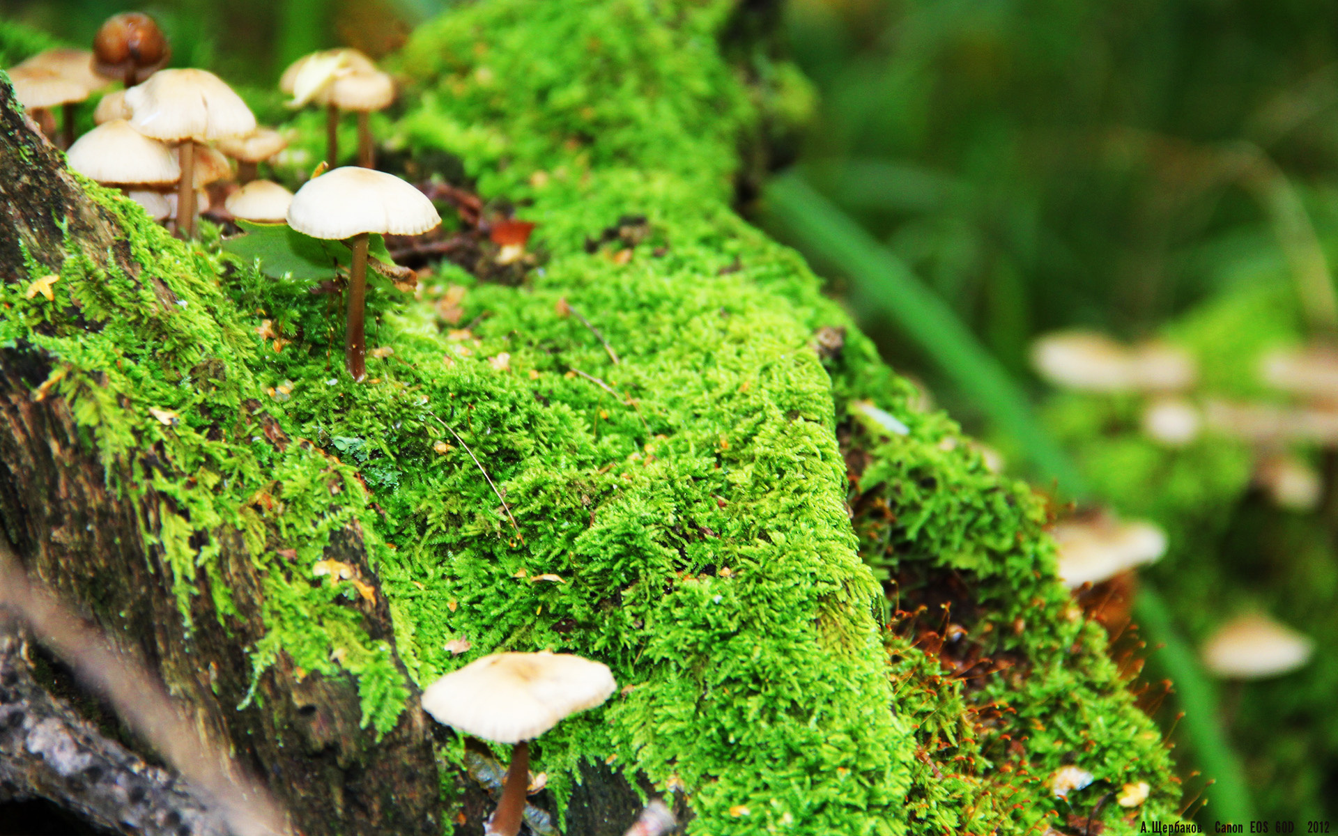 九游娱乐-瓦伦西亚主场1-1战平西班牙人，进攻端缺乏效率，西班牙瓦伦西亚2027