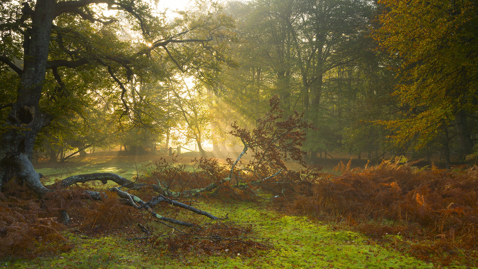 在线体育投注-未来足球赛事场馆融合智慧照明和环境监测系统，打造绿色生态场馆